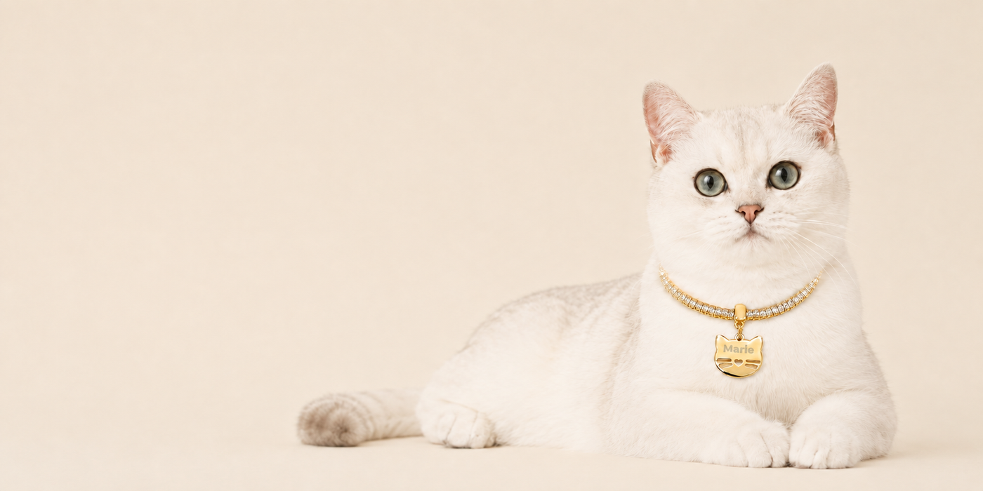 Gatos