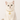 Coleira Personalizada com Zircônias para Gato