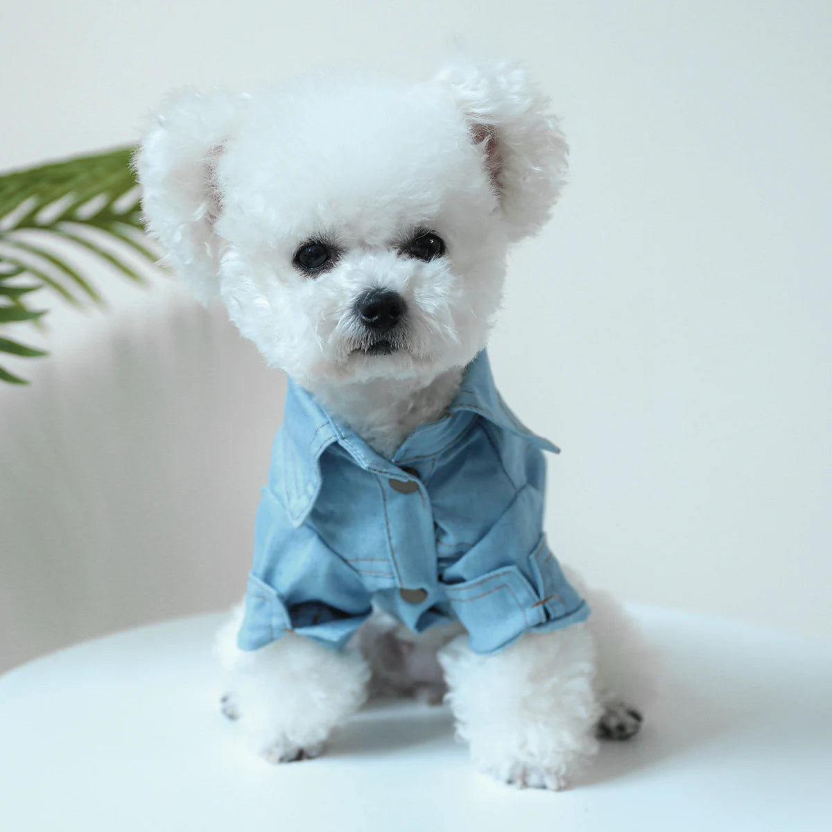 Roupinha Pet - Camisa Jeans Azul